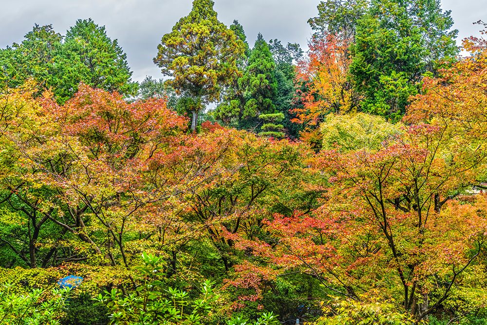 Colorful foliage, Tofuku-ji Buddhist temple, Kyoto, Japan. Famous view from Tsutenkyo Bridge.